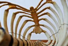 animal bone photography