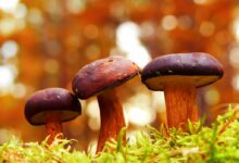 selective focus photography of fungi