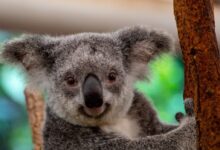 gray and white koala