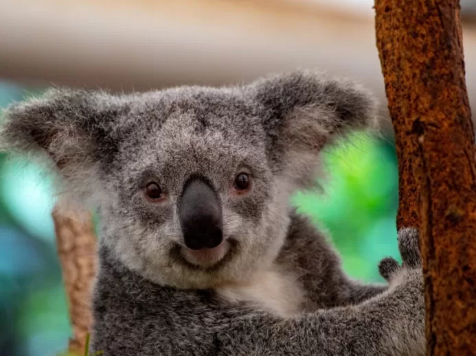 gray and white koala