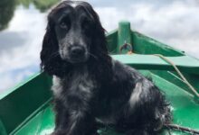 black dog sitting on boat on body of water
