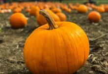 orange pumpkins on gray field near green grassland at daytime selective focus photography