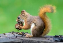 brown squirrel eating nuts