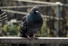 black and green bird on brown wooden fence during daytime