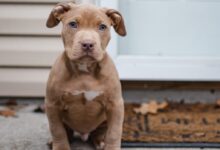 pitbull