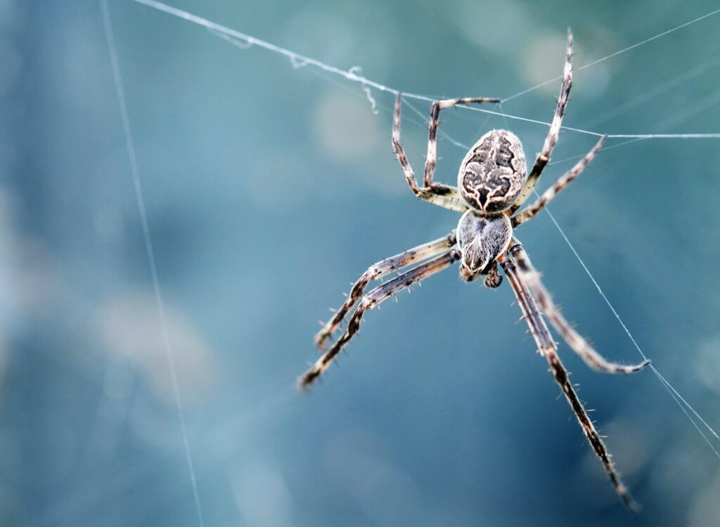 closeup photography of brown spider