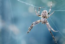closeup photography of brown spider