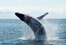 grey dolphin on body of water during daytime