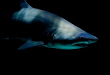 shark against black background