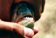 person with blue and black paint on his mouth
