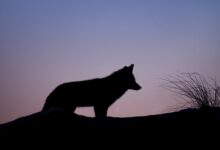 silhouette of wolf standing on ground