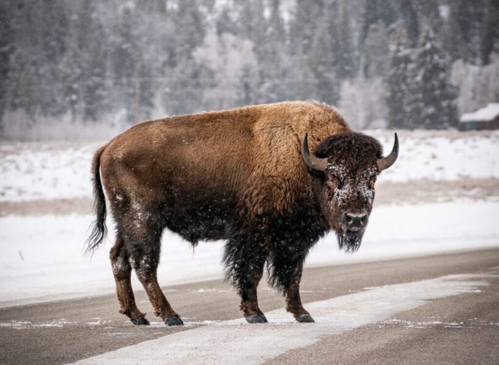 black bison on gray road during daytime