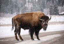 black bison on gray road during daytime