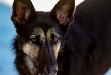 adult black and tan German shepherd on focus photography