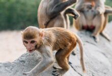 brown monkey sitting on gray concrete wall during daytime