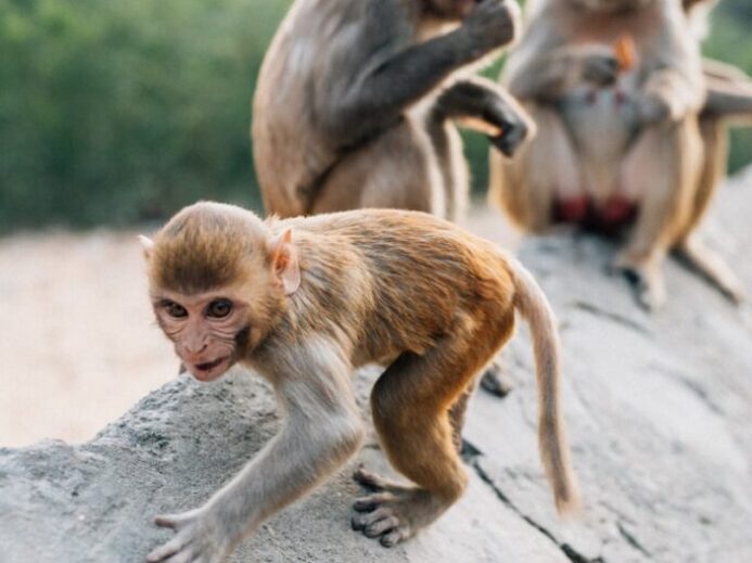 brown monkey sitting on gray concrete wall during daytime