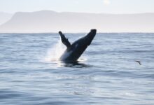 black whale on sea during daytime