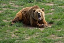 brown bear on green grass field during daytime
