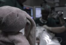 gray elephant plush toy