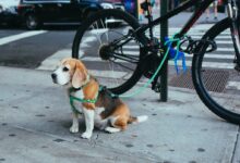 brown and white Beagle puppy corded to bicycle beside street