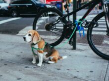 brown and white Beagle puppy corded to bicycle beside street