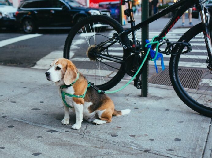 brown and white Beagle puppy corded to bicycle beside street