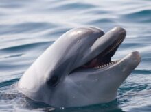 Agresivní delfín napadl plavce