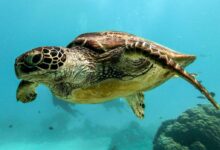 brown and black turtle under water