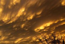 baretree under orange sky