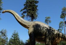 Na zahrádce byla objevena 25 metrů dlouhá kostra obřího dinosaura