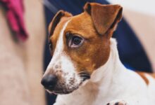 shallow focus photo of a dog