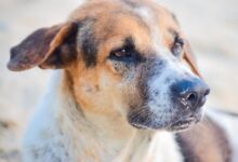 brown and white short coated dog