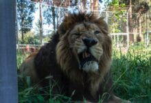 lion photograph