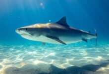 black shark underwater photo
