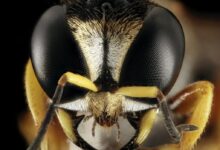 black and yellow wasp in close up photography