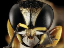 black and yellow wasp in close up photography