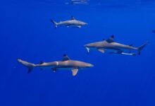 three white-and-black sharks