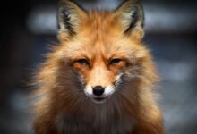 brown fox in close up photography