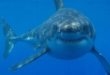 shark