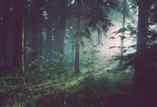 trees on forest with sun rays