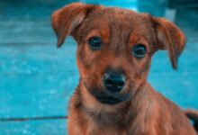 brown short coated dog on blue swimming pool during daytime