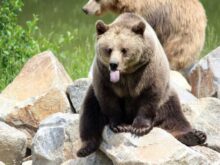 brown bear on green grass during daytime