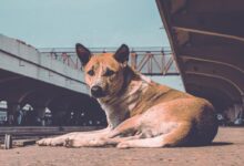 brown and white short coated dog lying on brown sand during daytime