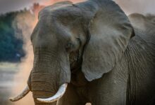 Gray Elephant