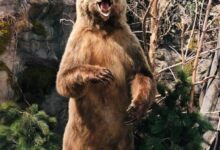 brown grizzly bear