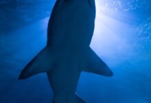 black shark under blue sky