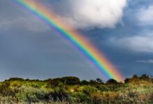 rainbow over green grass field