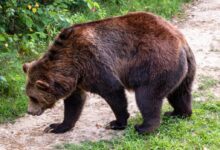 brown bear in a road during daytime