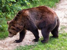 brown bear in a road during daytime