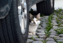 white and black cat on car wheel